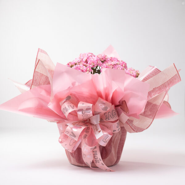 Kalandiva Rosa