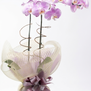 Orquidea na Tela
