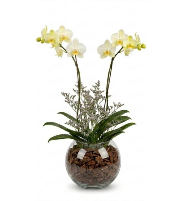 Orquidea no Vidro