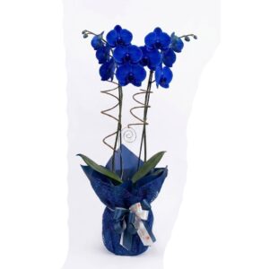 Orquidea Azul