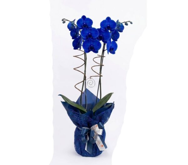 Orquidea Azul