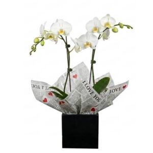 Orquidea 2 astes