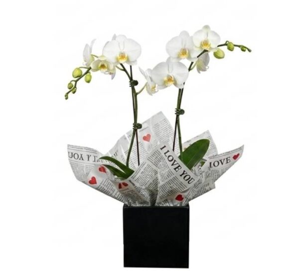 Orquidea 2 astes